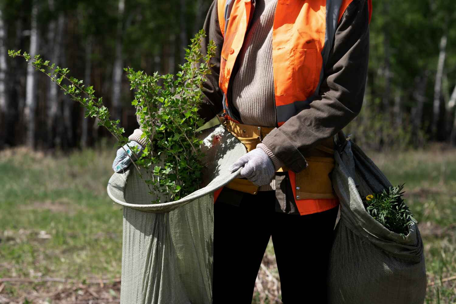 Trusted Pleasant Hill, MO Tree Service Experts